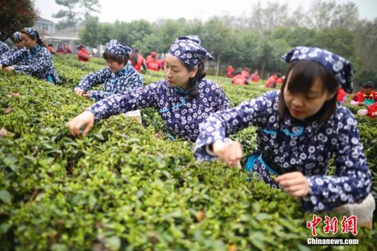 3月21日，采茶女在南京中山陵茶厂茶园内采摘雨花春茶。眼下正是春茶上市季节，各地茶叶采摘炒制进入旺季。据介绍，雨花茶的制作工艺全程需要经历精采芽叶、轻度萎凋、高温杀青、适度揉捻、整形干燥等工艺流程。/p中新社记者 泱波 摄