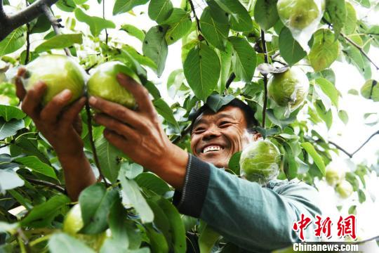 玉露香梨托起隰县果农的小康梦。　任丽娜 摄