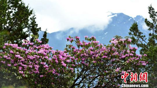 5月，西藏山南市勒布沟高山杜鹃花迎来盛花期。　江飞波 摄