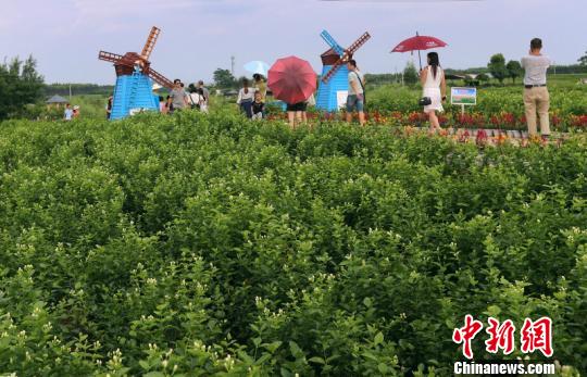 图为游客在茉莉花产业园游览 林浩 摄