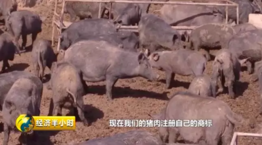 贫困户变“股东”：年分红15%，帮养猪还多赚