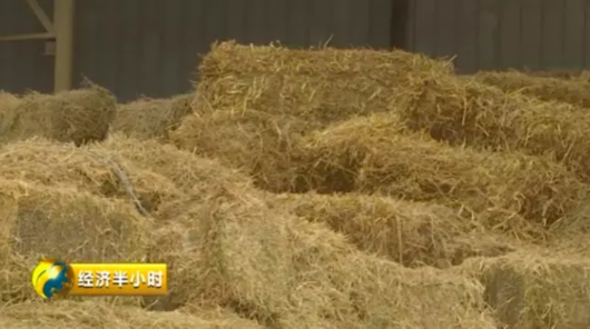 贫困户变“股东”：年分红15%，帮养猪还多赚