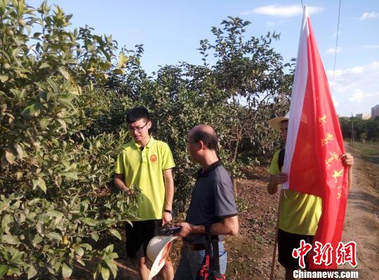 莫博程(左一)在田间介绍橘灯笼果蔬通用诱蝇球在田间的使用效果。　莫博程供图 摄