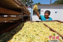 河北内丘发展特色种植 金银花里淌出“金银”