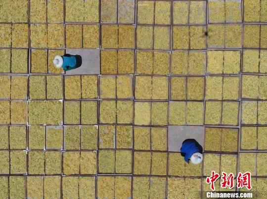 河北省内丘县大孟村镇刘家庄村农民在整理晾晒的金银花。 刘继东 摄 河北省内丘县大孟村镇刘家庄村农民在整理晾晒的金银花。 刘继东 摄