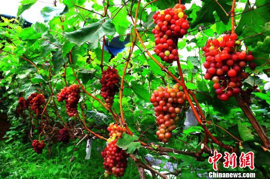 董月强的大棚葡萄品种主要以火焰无核为主，今年种了2个标准棚葡萄，年产量在3吨左右。　胡国凯 摄
