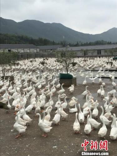 图为清波鹅业养殖场。 受访者提供 摄 图为清波鹅业养殖场。 受访者提供 摄