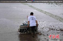青岛城阳万亩国家级滨海盐碱地稻作改良示范基地进行海水稻插秧