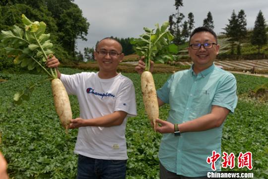 刚地里拔出的高山萝卜。　刘忠俊 摄
