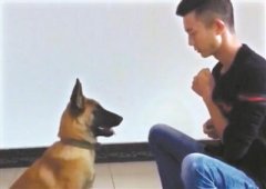 这个年轻人靠驯狗赚钱狗能拿凳子拿碗吃饭 这个年轻人靠驯狗赚钱狗能拿凳子拿碗吃饭