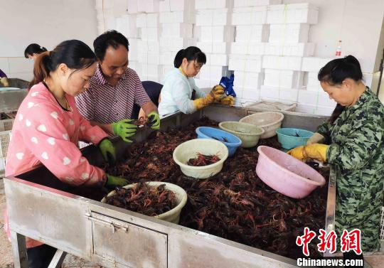 “龙虾小镇”钱粮湖镇每天约发送580吨小龙虾。　付敬懿 摄