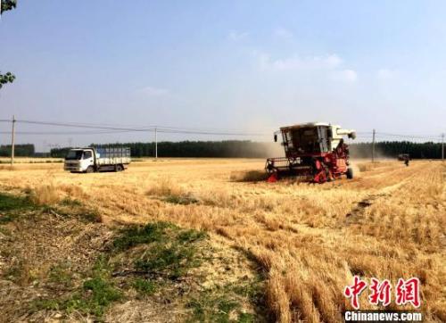 资料图为山东潍坊地区的麦收作业场景。　沙见浩 摄