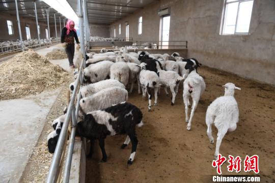 庄稼汉“转行”的羊倌正在喂羊。 杨艳敏 摄 庄稼汉“转行”的羊倌正在喂羊。 杨艳敏 摄