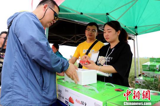 中宁枸杞2019鲜果发售启动仪式现场，游客现场购买枸杞鲜果，通过邮政、顺丰等物流，次日即可收货。　李佩珊 摄