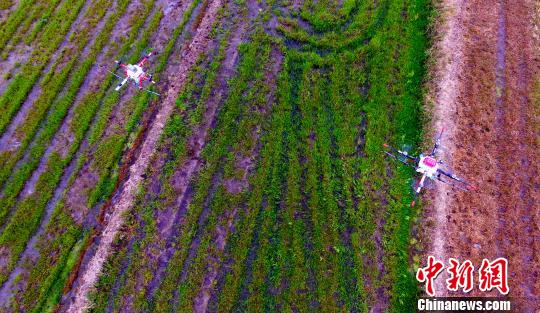资料图：无人机植保作业。赵春亮 摄