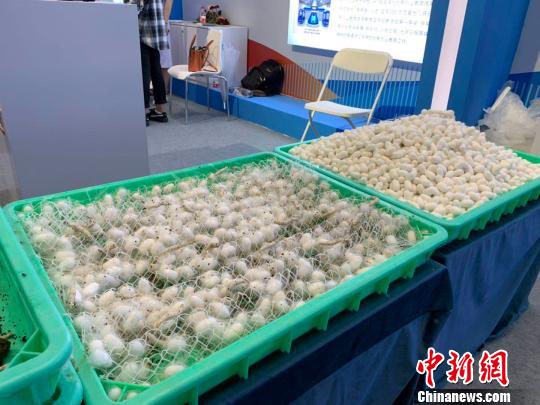 活动周期间展示的双创项目。　张斌 摄