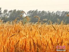 财政部等两部门发文要求深入实施“优质粮食工程”