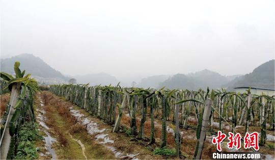 图为巴马燕洞镇利用东西部扶贫资金发展火龙果种植基地。　凌吉荣 摄