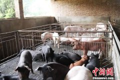 甘肃西峰村民:致富路上不怕苦 养猪“拱”掉“贫困帽” 甘肃西峰村民:致富路上不怕苦 养猪“拱”掉“贫困帽”