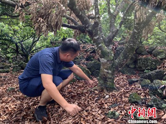 图为村民郑尚富查看荔枝树 王子谦 摄