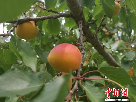 聚乐乡地理气候独特，所产的哈蜜杏汁多、汁浓、汁甜、口感滑爽、营养价值，享誉塞北。大同市聚乐乡提供