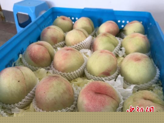 随着物流产业的快速发展，出口水蜜桃的“触角”也伸向了更远的市场。　孙权 摄