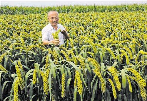 国家安全部与内蒙古敖汉旗联手培育富民产业