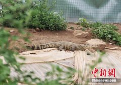 山东仨小伙当起“鳄鱼铲屎官” 还靠养鳄鱼致了富