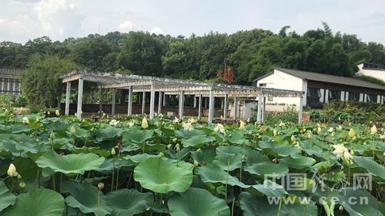 水岸同治 武汉东湖实现生态蝶变