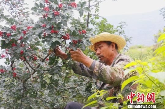 图为当地椒农采摘花椒。　刘玉玺 摄