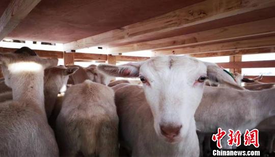 图为澳大利亚种羊。　钟欣 摄