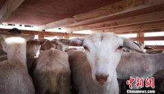 千余只澳洲种羊“包机”抵达兰州新区：助甘肃精准扶贫